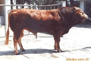 優(yōu)質(zhì)肉牛投資指南 山東億財牧業(yè)的低風險飼養(yǎng)與銷售前景