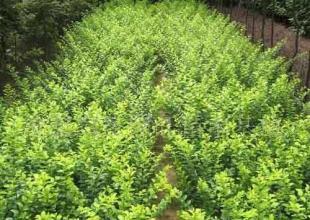 衛(wèi)矛綠化苗木 優(yōu)質(zhì)的農(nóng)副產(chǎn)品選擇